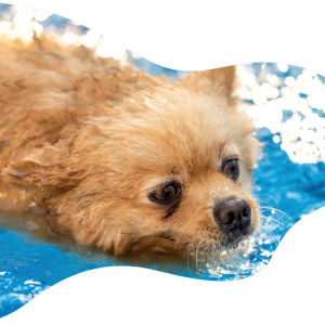 Entrada día completo