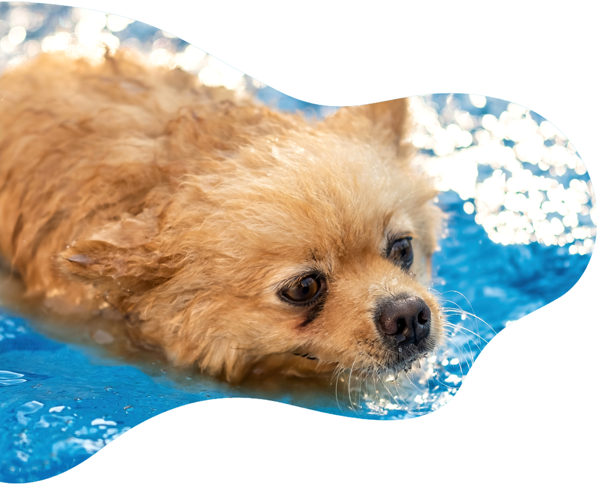 Entrada día completo